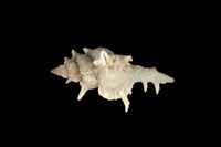 藏品(小千手螺)的圖片